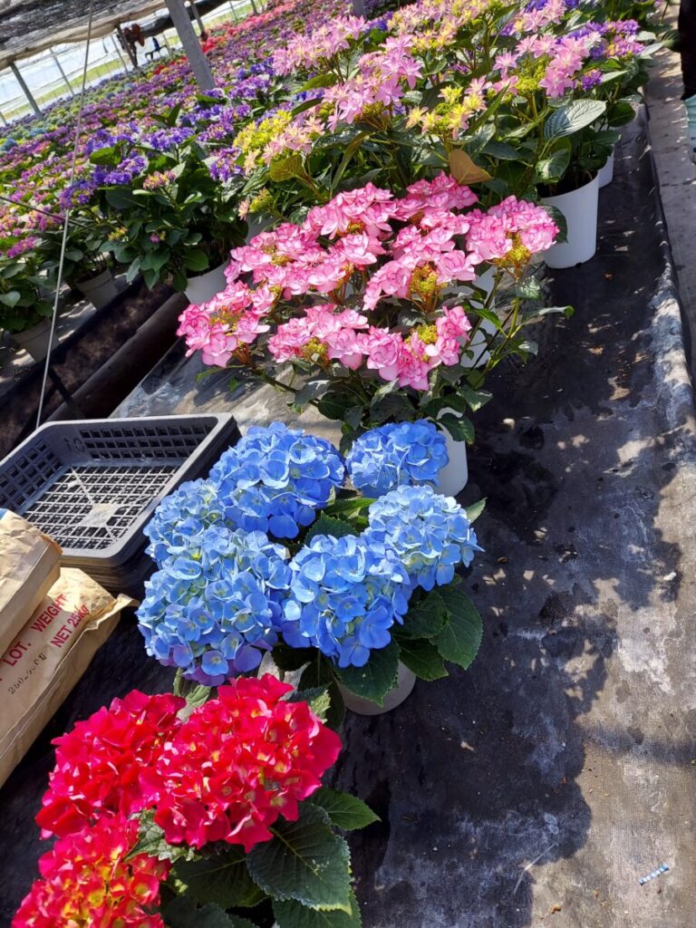 紫陽花 4月24日から5月9日まで 公式 下仁田納豆 昔ながらの伝統的な経木納豆