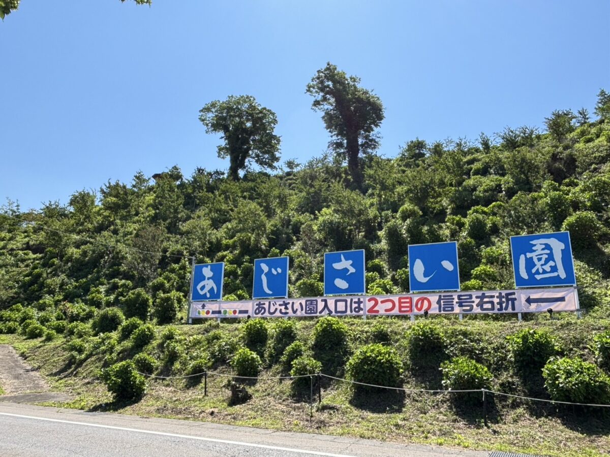 開花状況】今日（6/5）のあじさい園 | 【公式】下仁田納豆 昔ながらの